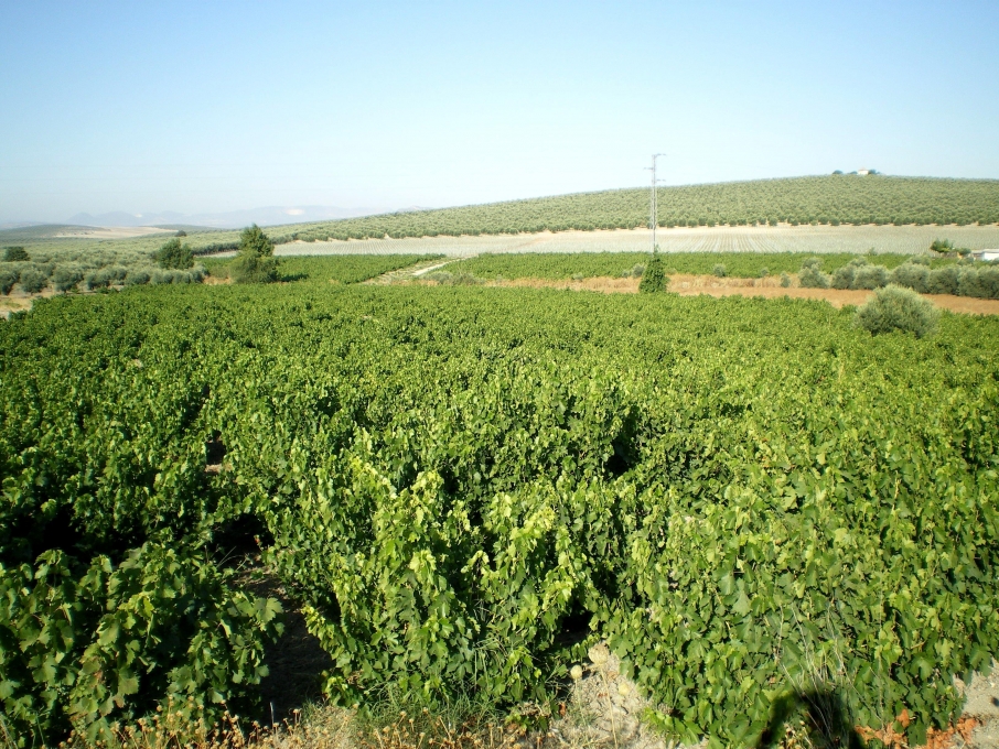 Agricultura e Silvicultura